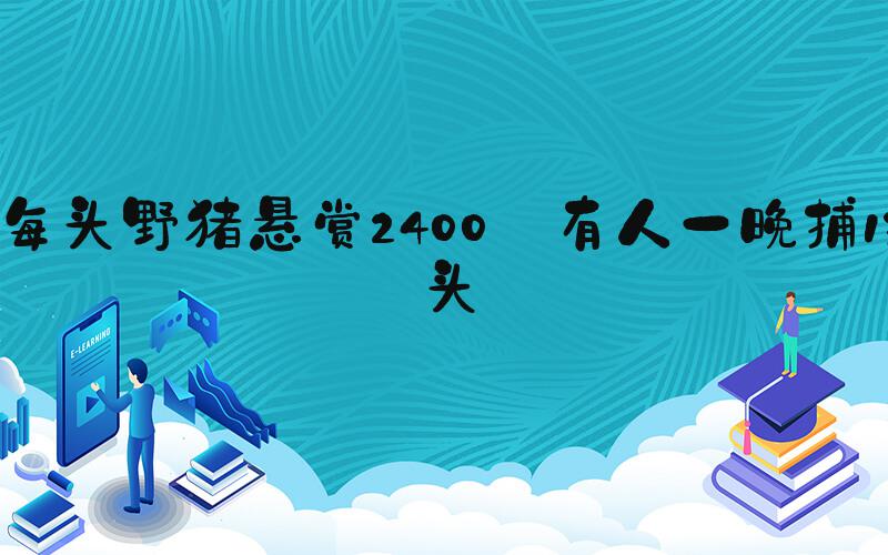 每头野猪悬赏2400 有人一晚捕13头